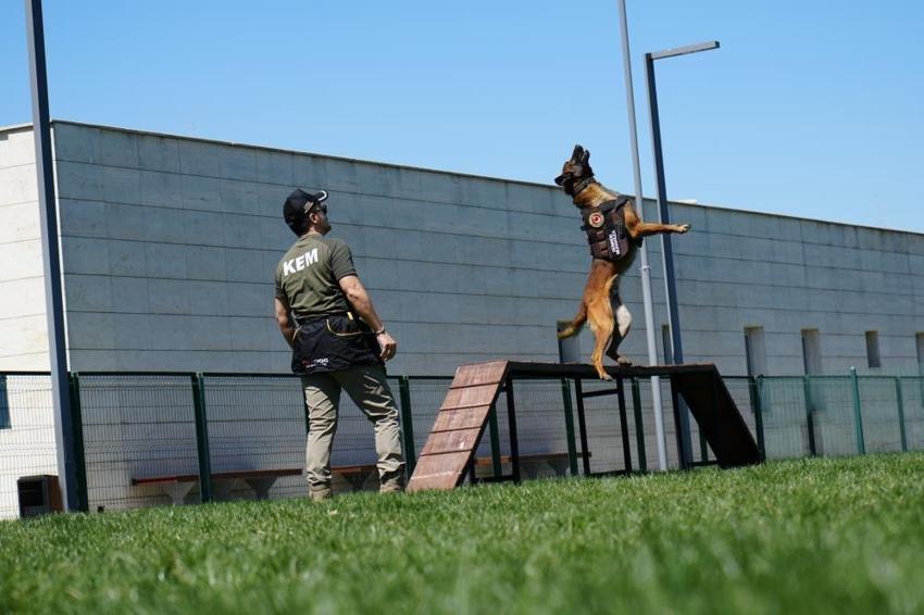 Hassas burunlu köpeklerin eğitimi nefes kesiyor