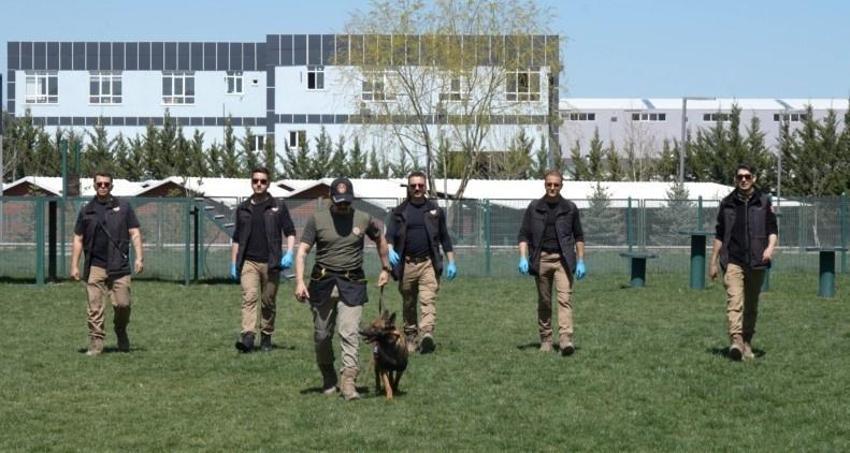 Hassas burunlu köpeklerin eğitimi nefes kesiyor