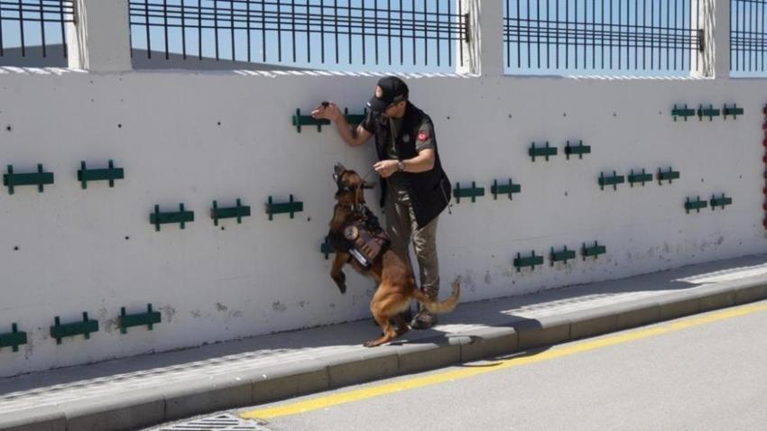 Hassas burunlu köpeklerin eğitimi nefes kesiyor