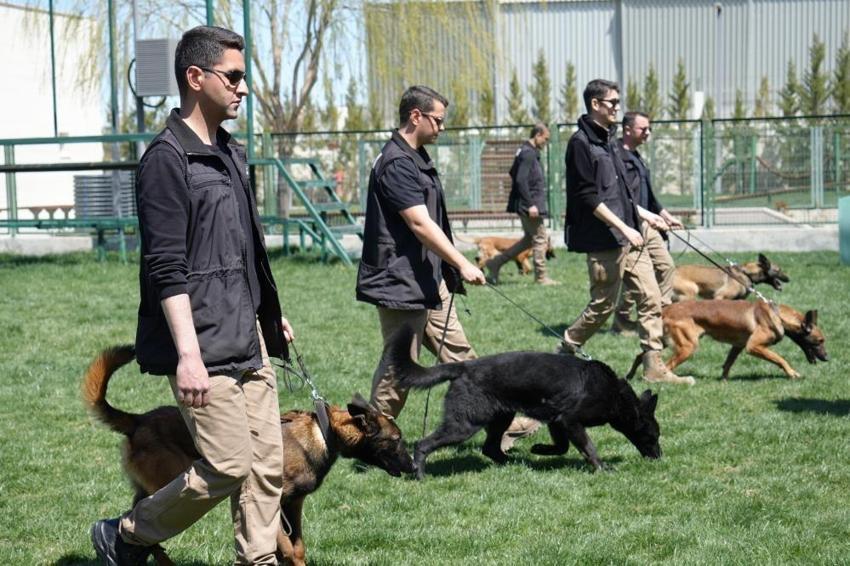 Hassas burunlu köpeklerin eğitimi nefes kesiyor