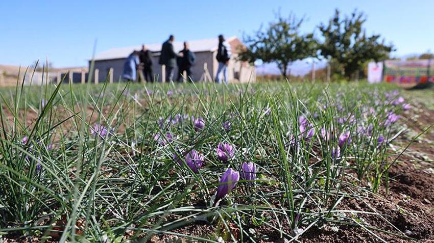 Elazığlı kadın girişimci üretime başladı: Kilosu 300 bin TL, gram gram satılıyor! Fiyatı duyan bölge halkı 'kırmızı altın' yetiştirmeye başladı 