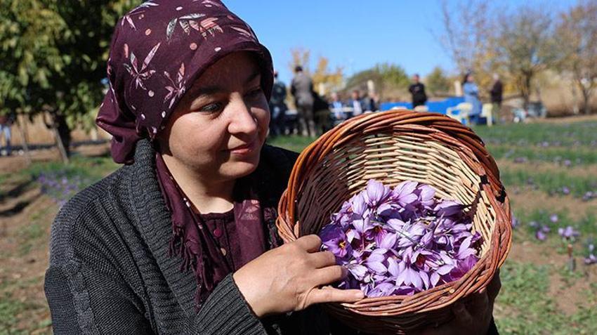 Elazığlı kadın girişimci üretime başladı: Kilosu 300 bin TL, gram gram satılıyor! Fiyatı duyan bölge halkı 'kırmızı altın' yetiştirmeye başladı 