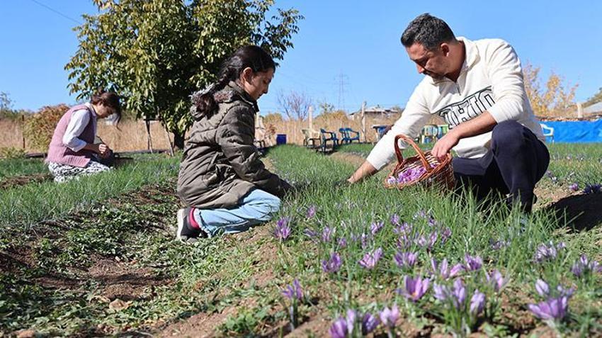 Elazığlı kadın girişimci üretime başladı: Kilosu 300 bin TL, gram gram satılıyor! Fiyatı duyan bölge halkı 'kırmızı altın' yetiştirmeye başladı 