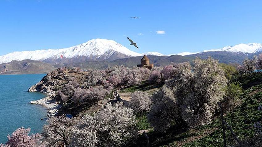 Cennetten bir köşe! Akdamar adası pembe beyaza büründü: 3. Badem Çiçeği Festivali başladı