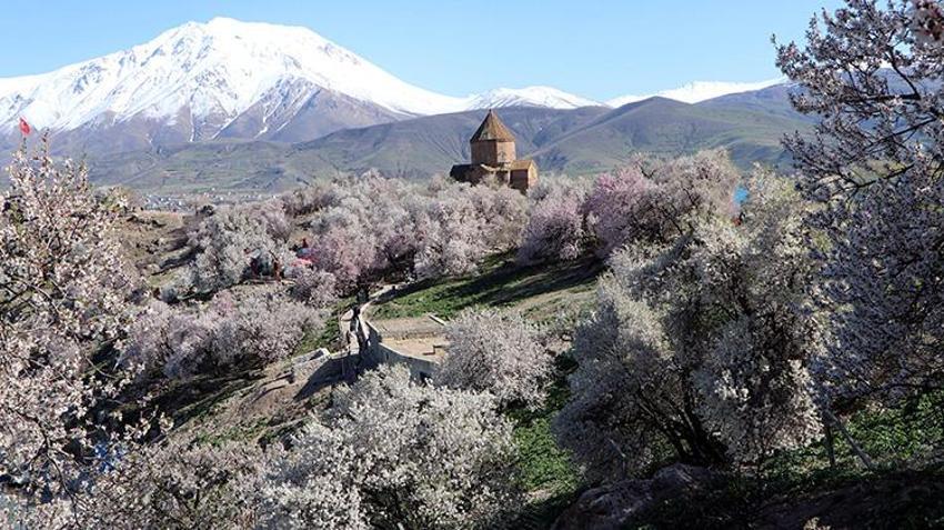 Cennetten bir köşe! Akdamar adası pembe beyaza büründü: 3. Badem Çiçeği Festivali başladı