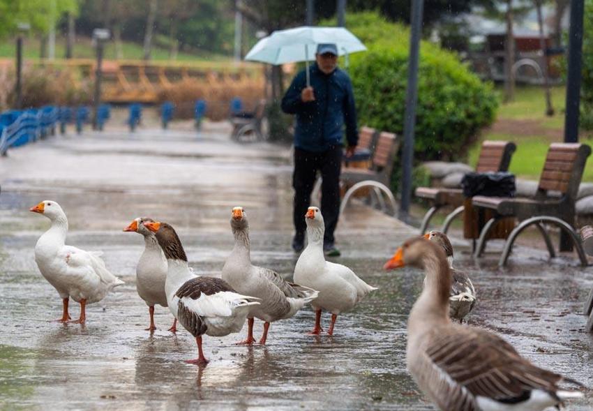 Yağmur, gök gürültülü sağanak, sis ve toz taşınımı uyarısı! Meteoroloji son raporu açıkladı; Göz gözü görmeyecek