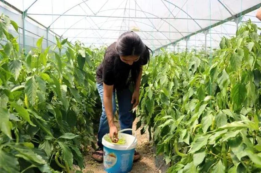 Abisini bu işe ikna etti, üretimi 3 dönüme çıkardı! Yıllık 6 ton ürünü Karadeniz'e o satıyor!