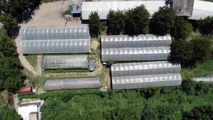 Abisini bu işe ikna etti, üretimi 3 dönüme çıkardı! Yıllık 6 ton ürünü Karadeniz'e o satıyor!