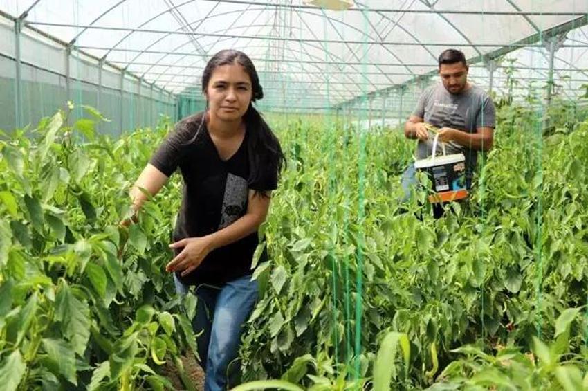 Abisini bu işe ikna etti, üretimi 3 dönüme çıkardı! Yıllık 6 ton ürünü Karadeniz'e o satıyor!