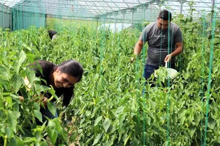 Abisini bu işe ikna etti, üretimi 3 dönüme çıkardı! Yıllık 6 ton ürünü Karadeniz'e o satıyor!