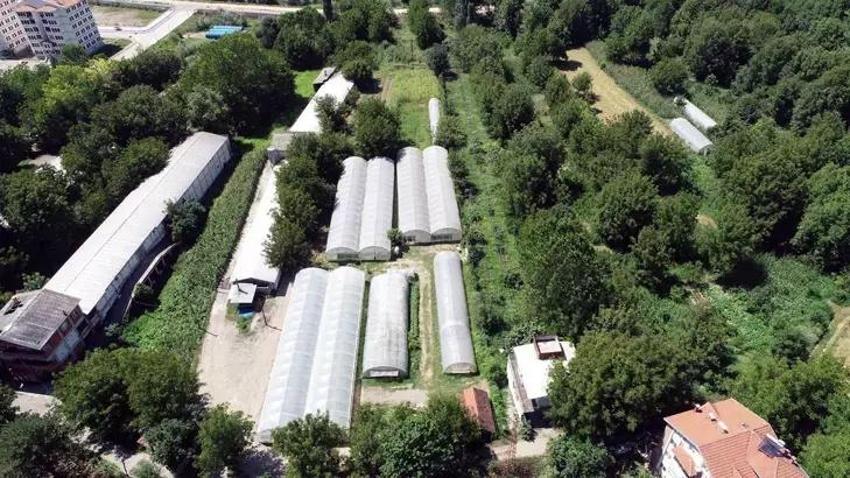 Abisini bu işe ikna etti, üretimi 3 dönüme çıkardı! Yıllık 6 ton ürünü Karadeniz'e o satıyor!