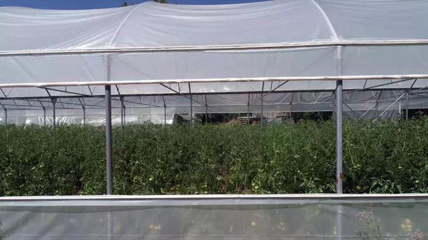 Abisini bu işe ikna etti, üretimi 3 dönüme çıkardı! Yıllık 6 ton ürünü Karadeniz'e o satıyor!