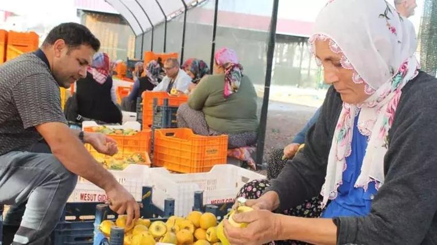 Komşularına iş vererek başladı, 5 ton ürünü 1 senede aldı! Adana'da açık havaya fabrika Kurdu!