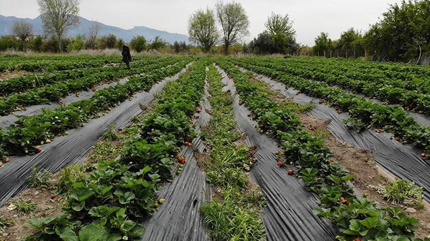 Ürünlerini zirai dondan ateş yakarak kurtardı, kilosunu 100 TL'den satıyor 