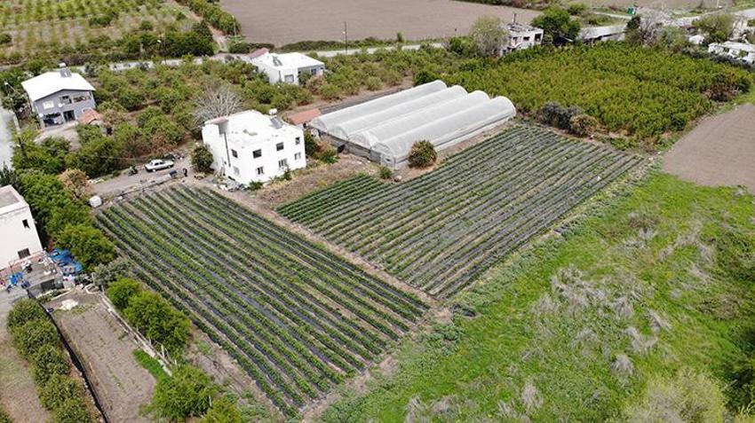 Ürünlerini zirai dondan ateş yakarak kurtardı, kilosunu 100 TL'den satıyor 
