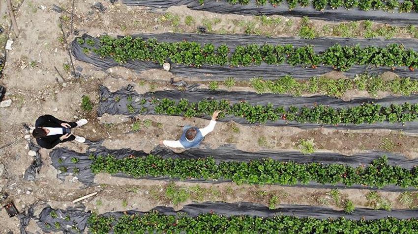 Ürünlerini zirai dondan ateş yakarak kurtardı, kilosunu 100 TL'den satıyor 