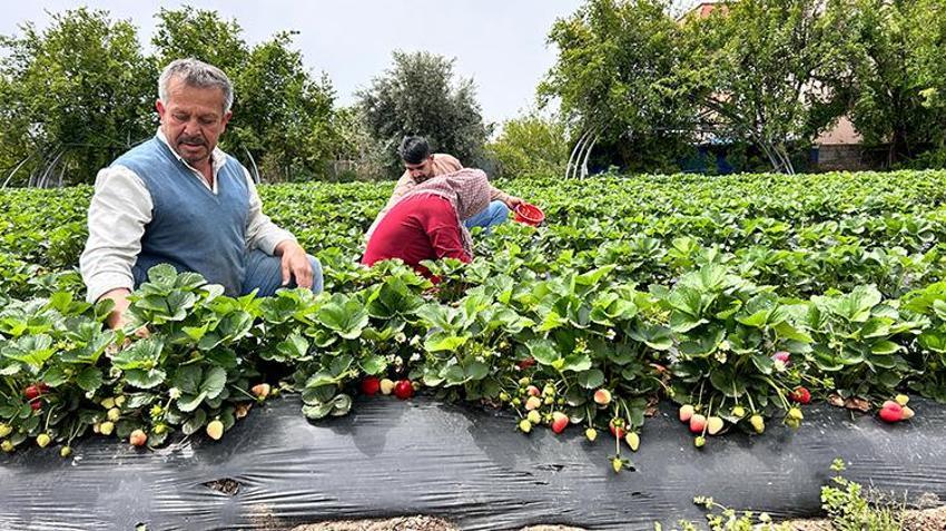 Ürünlerini zirai dondan ateş yakarak kurtardı, kilosunu 100 TL'den satıyor 