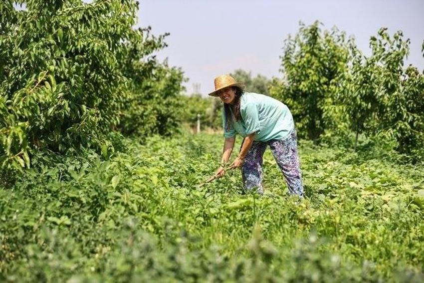 Gurbetçiler parayı bu işe yatırıyor! Kadın girişimci üretimi 85 dönüme çıkarttı: Yıllık 12 ton üretiyor! Almanya ürünü ondan alıyor