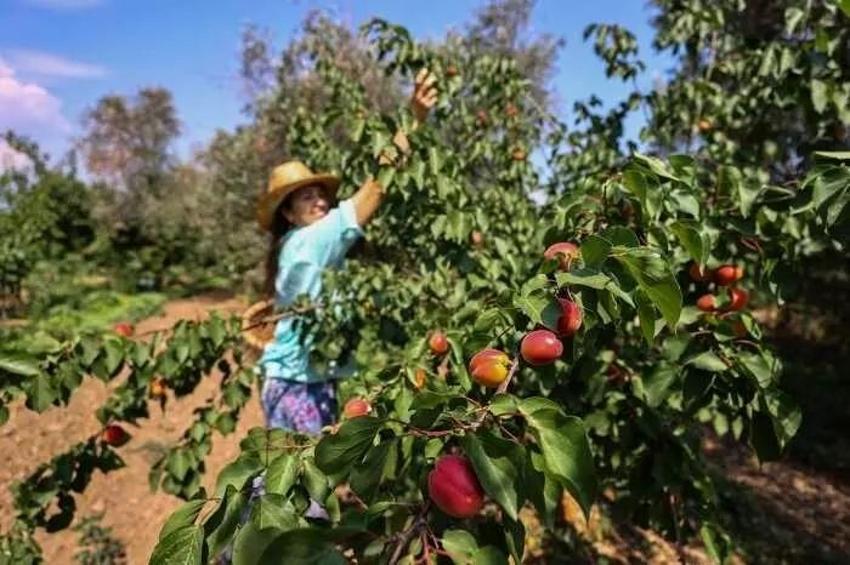 Gurbetçiler parayı bu işe yatırıyor! Kadın girişimci üretimi 85 dönüme çıkarttı: Yıllık 12 ton üretiyor! Almanya ürünü ondan alıyor