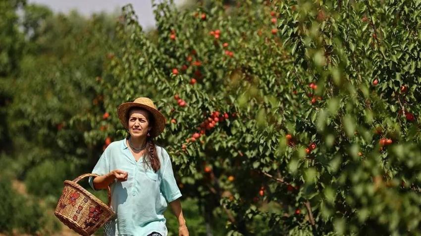 Gurbetçiler parayı bu işe yatırıyor! Kadın girişimci üretimi 85 dönüme çıkarttı: Yıllık 12 ton üretiyor! Almanya ürünü ondan alıyor