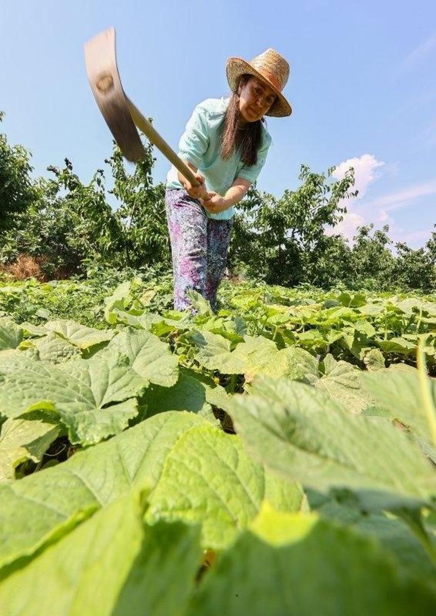 Gurbetçiler parayı bu işe yatırıyor! Kadın girişimci üretimi 85 dönüme çıkarttı: Yıllık 12 ton üretiyor! Almanya ürünü ondan alıyor