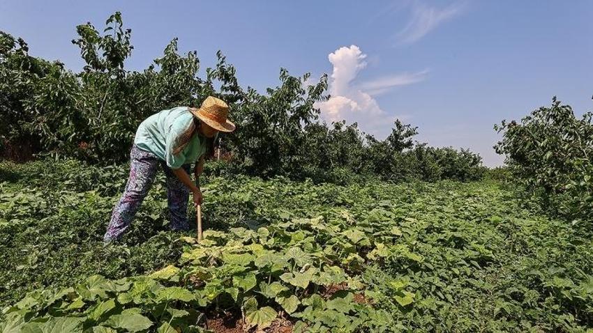 Gurbetçiler parayı bu işe yatırıyor! Kadın girişimci üretimi 85 dönüme çıkarttı: Yıllık 12 ton üretiyor! Almanya ürünü ondan alıyor