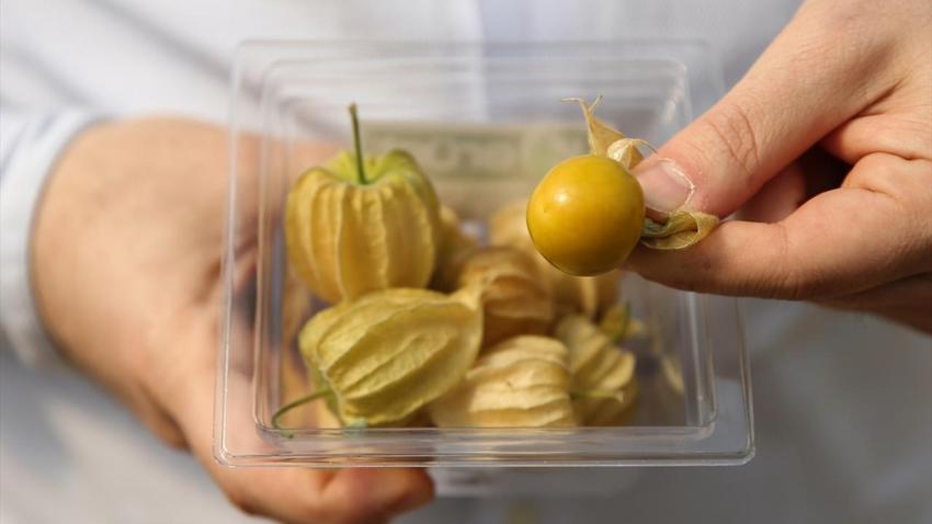 100 gramlık paketlere koydu, kilosunu 150 liraya satıyor! 4 dönümle yetmiyor, İstanbul'da marketlere satıyor