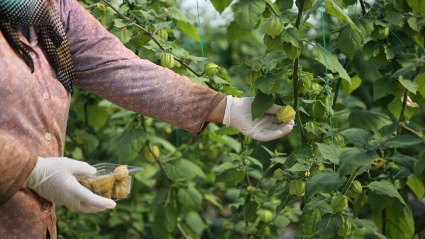 100 gramlık paketlere koydu, kilosunu 150 liraya satıyor! 4 dönümle yetmiyor, İstanbul'da marketlere satıyor