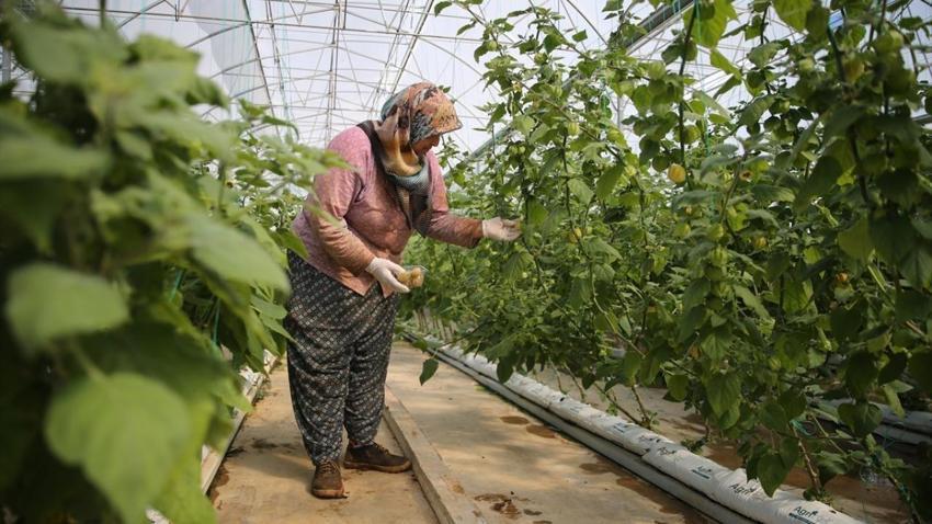 100 gramlık paketlere koydu, kilosunu 150 liraya satıyor! 4 dönümle yetmiyor, İstanbul'da marketlere satıyor