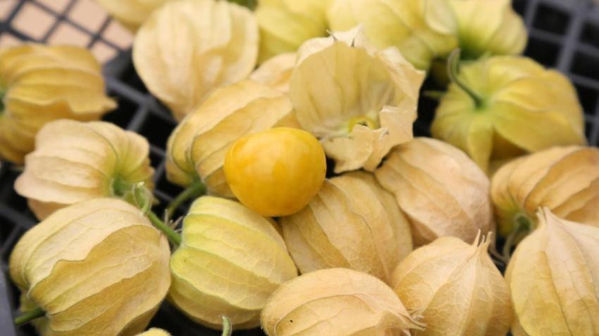 100 gramlık paketlere koydu, kilosunu 150 liraya satıyor! 4 dönümle yetmiyor, İstanbul'da marketlere satıyor