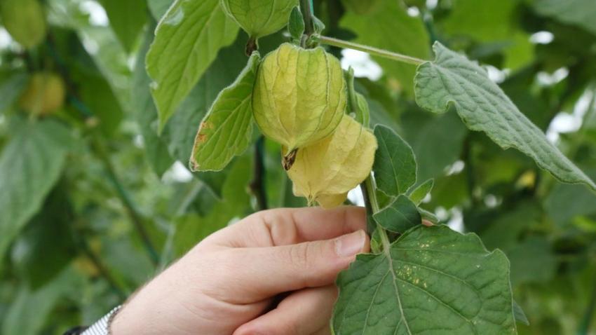 100 gramlık paketlere koydu, kilosunu 150 liraya satıyor! 4 dönümle yetmiyor, İstanbul'da marketlere satıyor