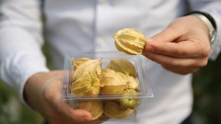 100 gramlık paketlere koydu, kilosunu 150 liraya satıyor! 4 dönümle yetmiyor, İstanbul'da marketlere satıyor