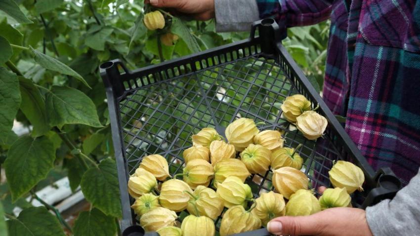 100 gramlık paketlere koydu, kilosunu 150 liraya satıyor! 4 dönümle yetmiyor, İstanbul'da marketlere satıyor