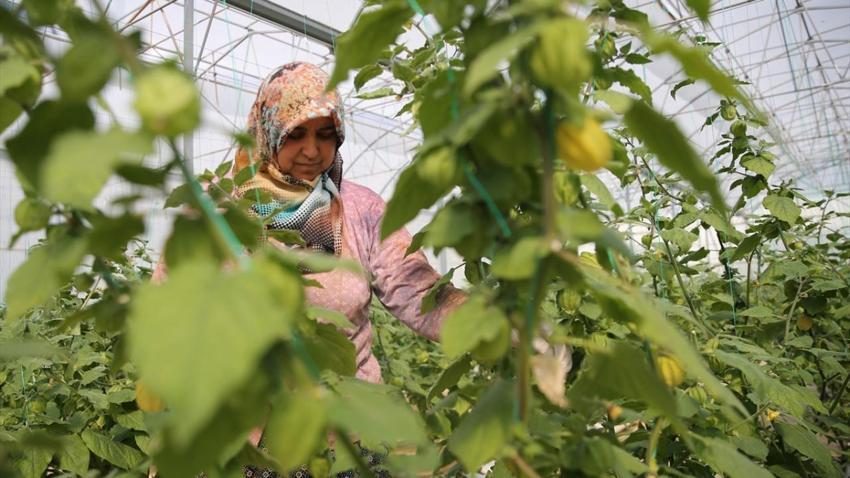 100 gramlık paketlere koydu, kilosunu 150 liraya satıyor! 4 dönümle yetmiyor, İstanbul'da marketlere satıyor