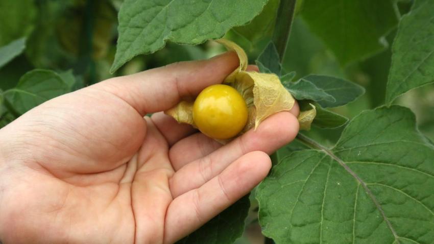 100 gramlık paketlere koydu, kilosunu 150 liraya satıyor! 4 dönümle yetmiyor, İstanbul'da marketlere satıyor