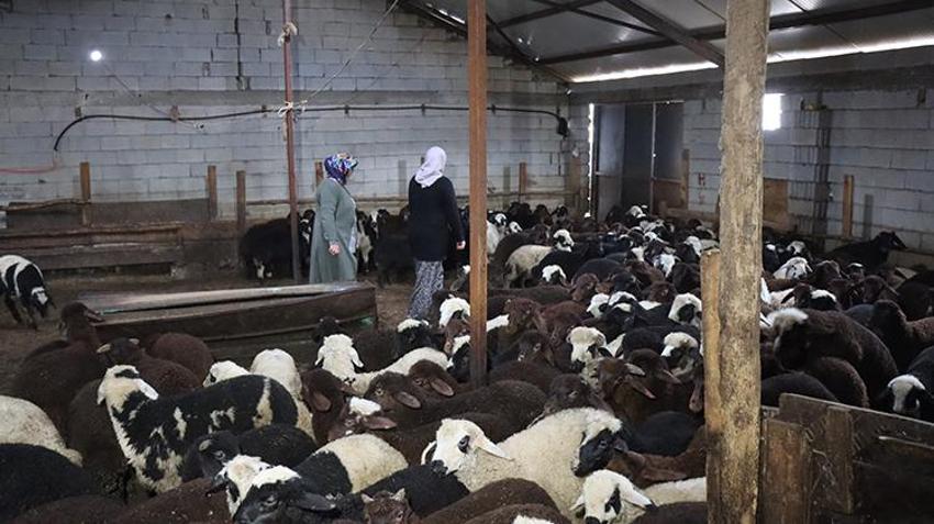 Anne kız el ele verdi, bu işe başladı! Yılda 9 buçuk ton üretim yaparak kazançlarına kazanç katıyorlar