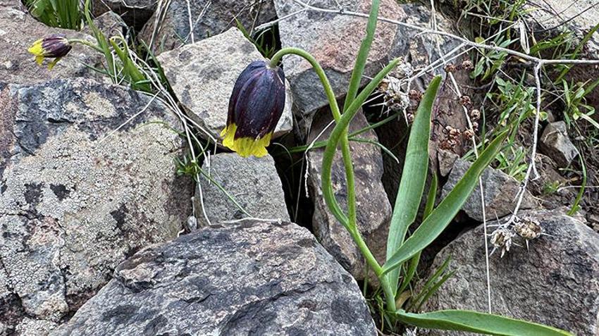 Dünyada sadece Elazığ'da var! Akademisyenler Karakoçan'da inceledi