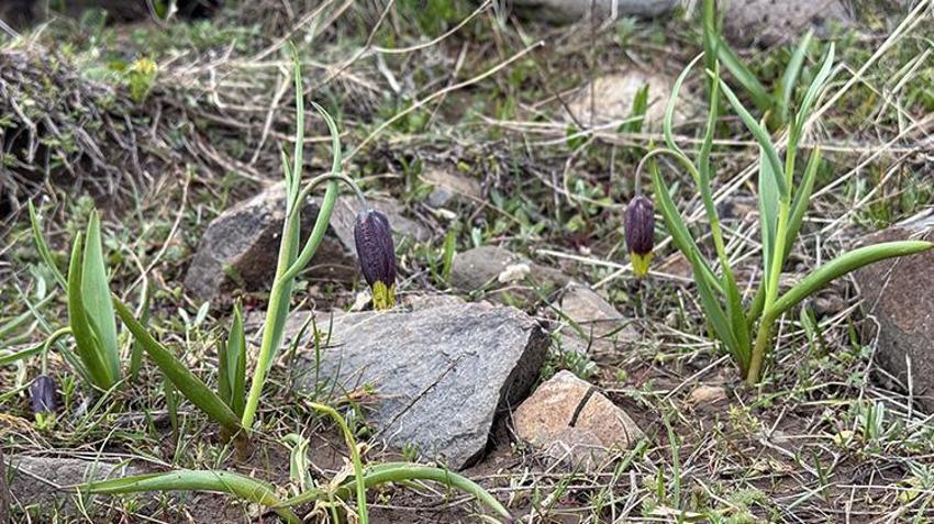 Dünyada sadece Elazığ'da var! Akademisyenler Karakoçan'da inceledi