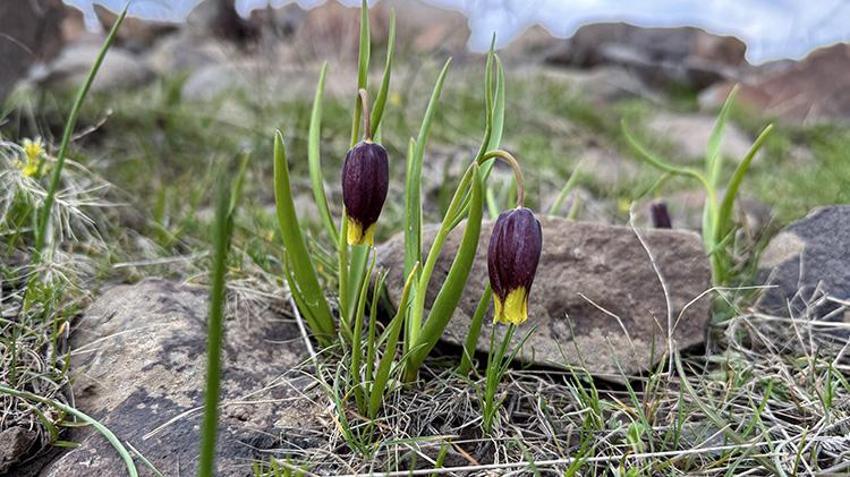 Dünyada sadece Elazığ'da var! Akademisyenler Karakoçan'da inceledi
