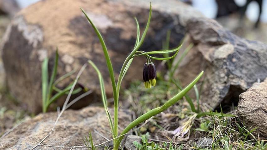 Dünyada sadece Elazığ'da var! Akademisyenler Karakoçan'da inceledi