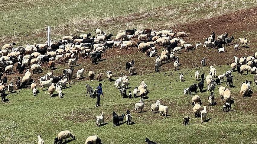 Türkiye'de bulamazlarsa İran'dan getirecekler! Asgari ücretin 3 katı maaş veriyorlar