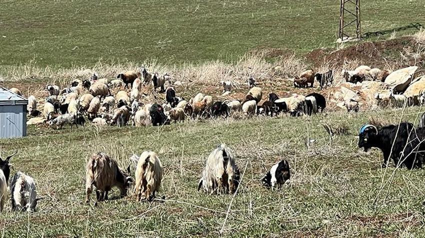Türkiye'de bulamazlarsa İran'dan getirecekler! Asgari ücretin 3 katı maaş veriyorlar