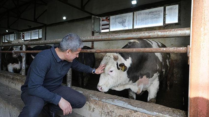 Muşlu girişimci aklını kullandı! Çifte gelir kaynağı yarattı: Elektrik dağıtım şirketine satış yaparak ek gelir sağlıyor