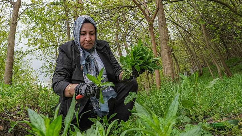Diyarbakır'da gören koştu, sepet sepet topladılar! Şifalı olduğuna inanılıyor
