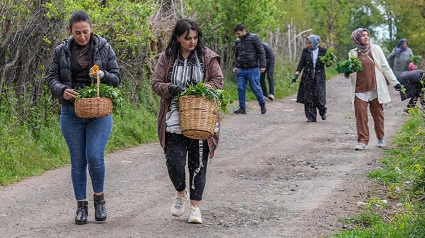 Diyarbakır'da gören koştu, sepet sepet topladılar! Şifalı olduğuna inanılıyor