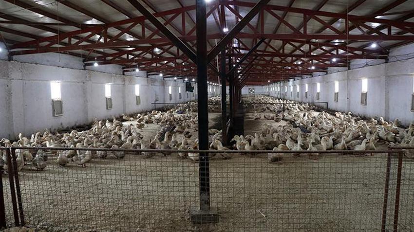 Mısırlı girişimci Kütahya'da çiftlik kurdu! Türkiye'de ve Doğu Avrupa'da bir ilke imza attı
