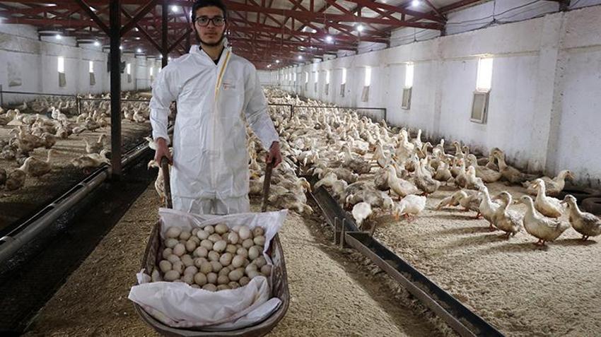 Mısırlı girişimci Kütahya'da çiftlik kurdu! Türkiye'de ve Doğu Avrupa'da bir ilke imza attı