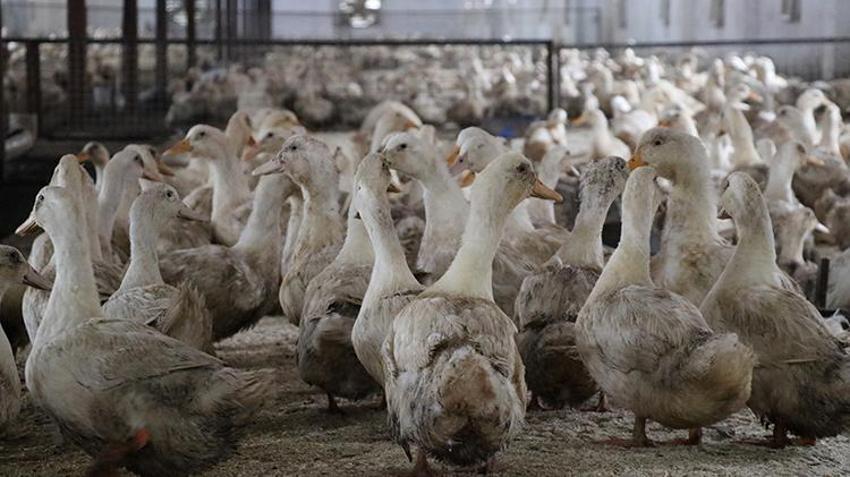 Mısırlı girişimci Kütahya'da çiftlik kurdu! Türkiye'de ve Doğu Avrupa'da bir ilke imza attı