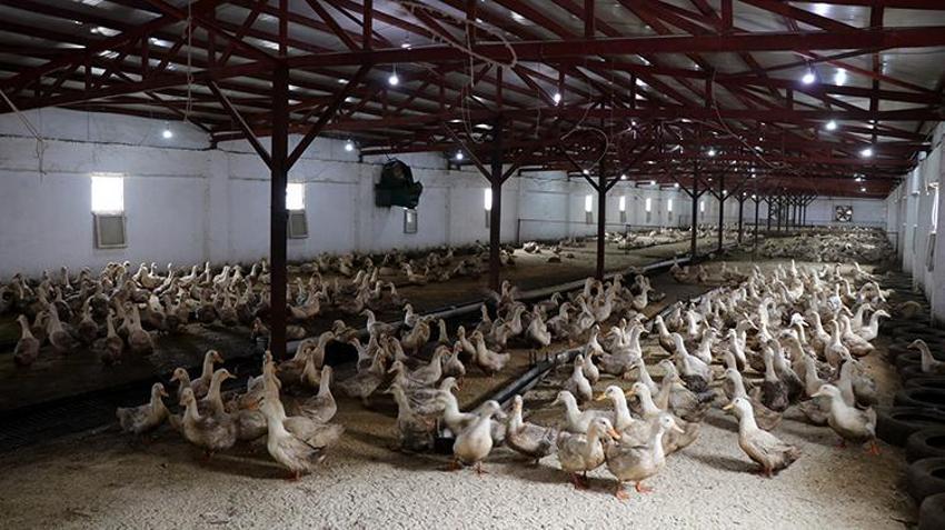 Mısırlı girişimci Kütahya'da çiftlik kurdu! Türkiye'de ve Doğu Avrupa'da bir ilke imza attı