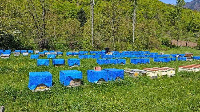 Zirai don arıcılığı da vurdu! Yüzde 60'a varan kayıp bekleniyor
